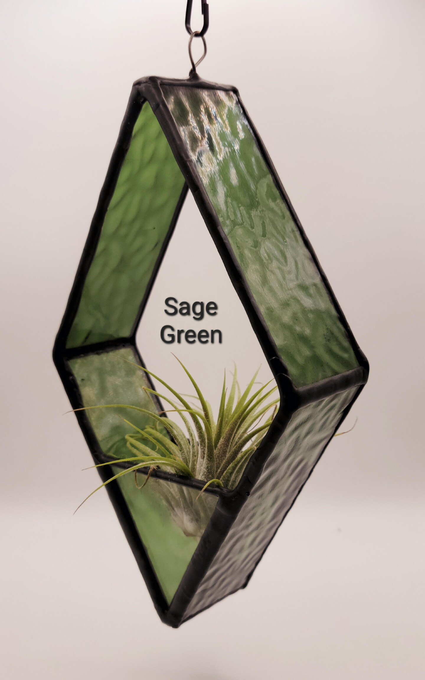 sansevieria hahnii green Sansevieria Hahnii main image 0
