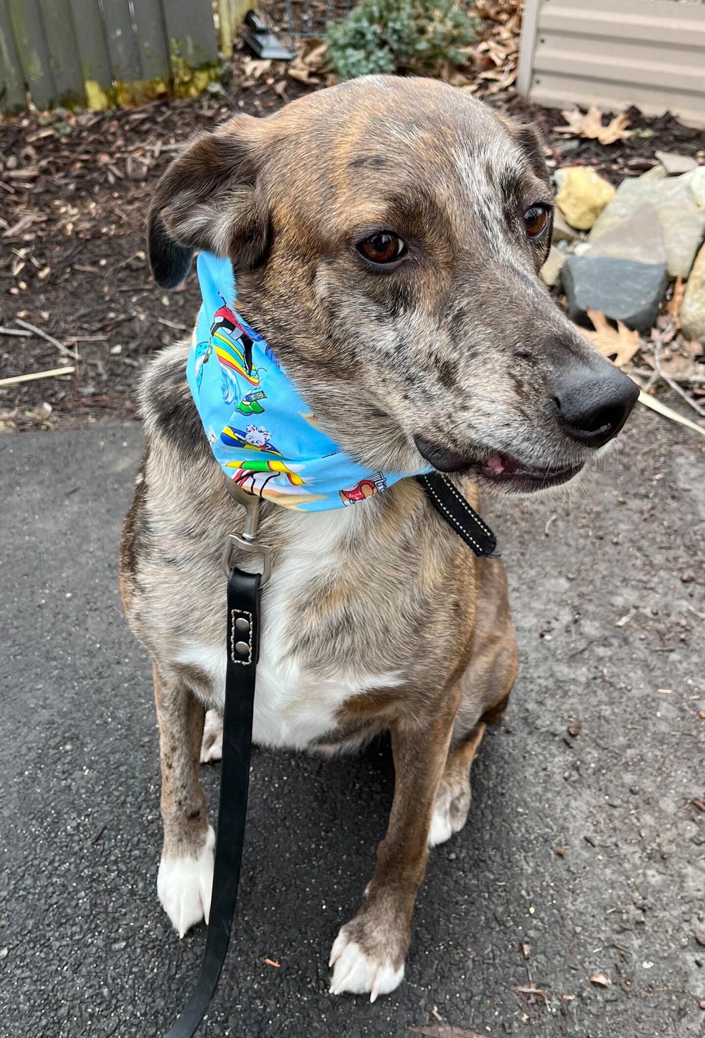 Dog Infinity Twist Bandana Scarf Dogs at the Beach | MakerPlace by