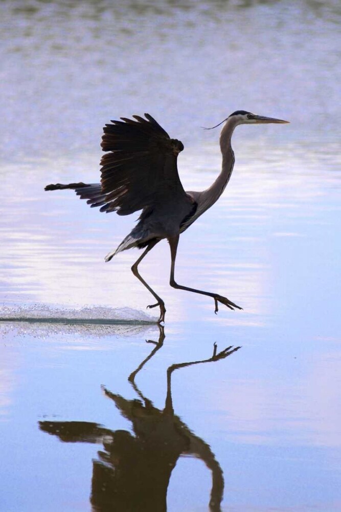 California, Lakeside, Great Blue Heron Landing by Christopher Talbot Frank - Item # VARPDXUS05BJA0966
