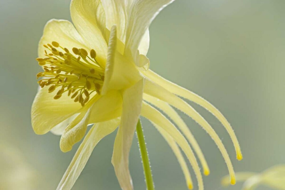 Close-up of yellow columbine flower by Don Paulson - Item # VARPDXNA01BJA0126
