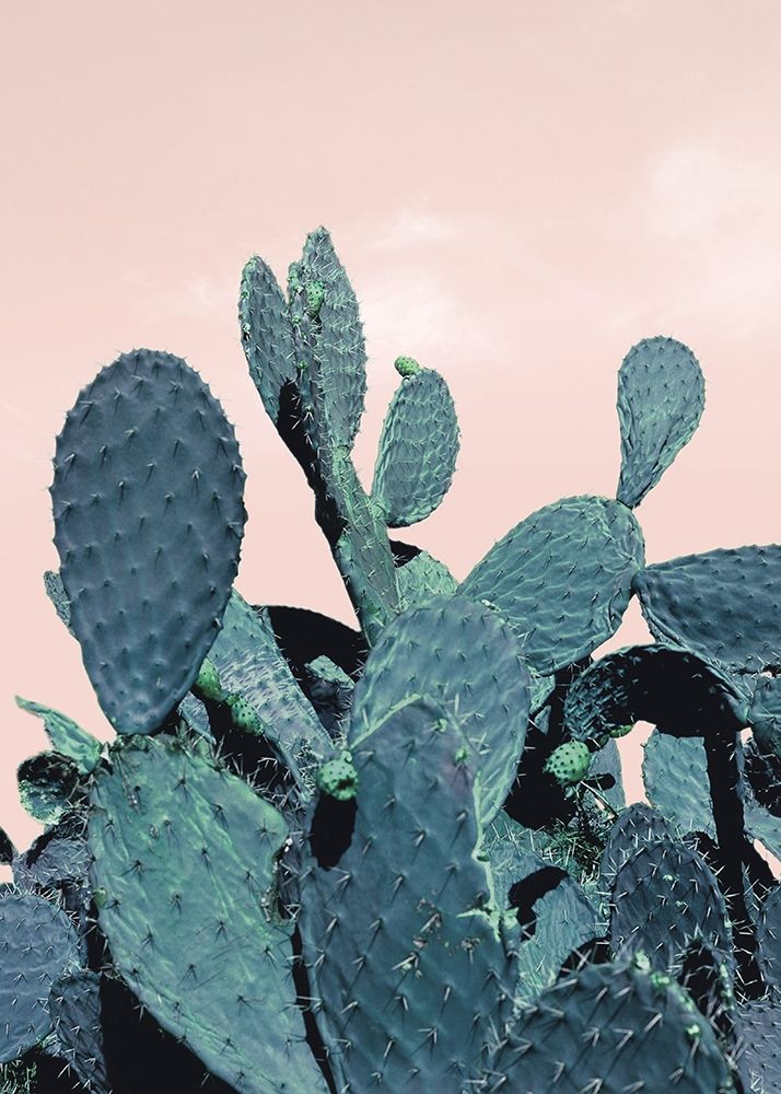 Cactus Raquettes Poster Print by Braun Studio Braun Studio # R4310, Size:  Large | Michaels