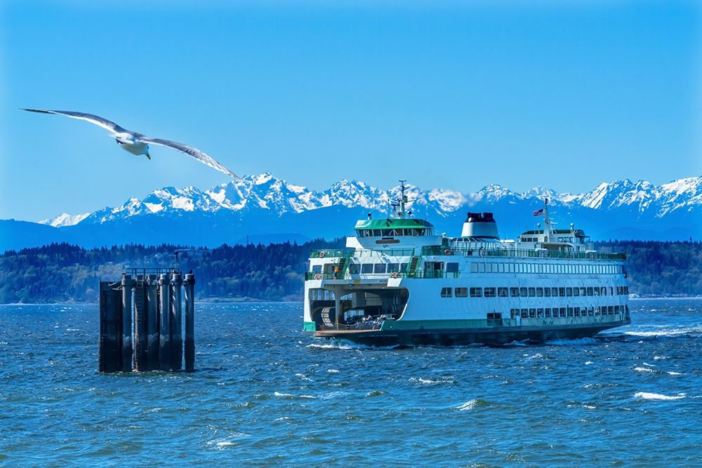 Seagull and Washington State Ferry-Olympic Mountains-Edmonds-Washington State by William Perry - Item # VARPDXUS48WPE0321