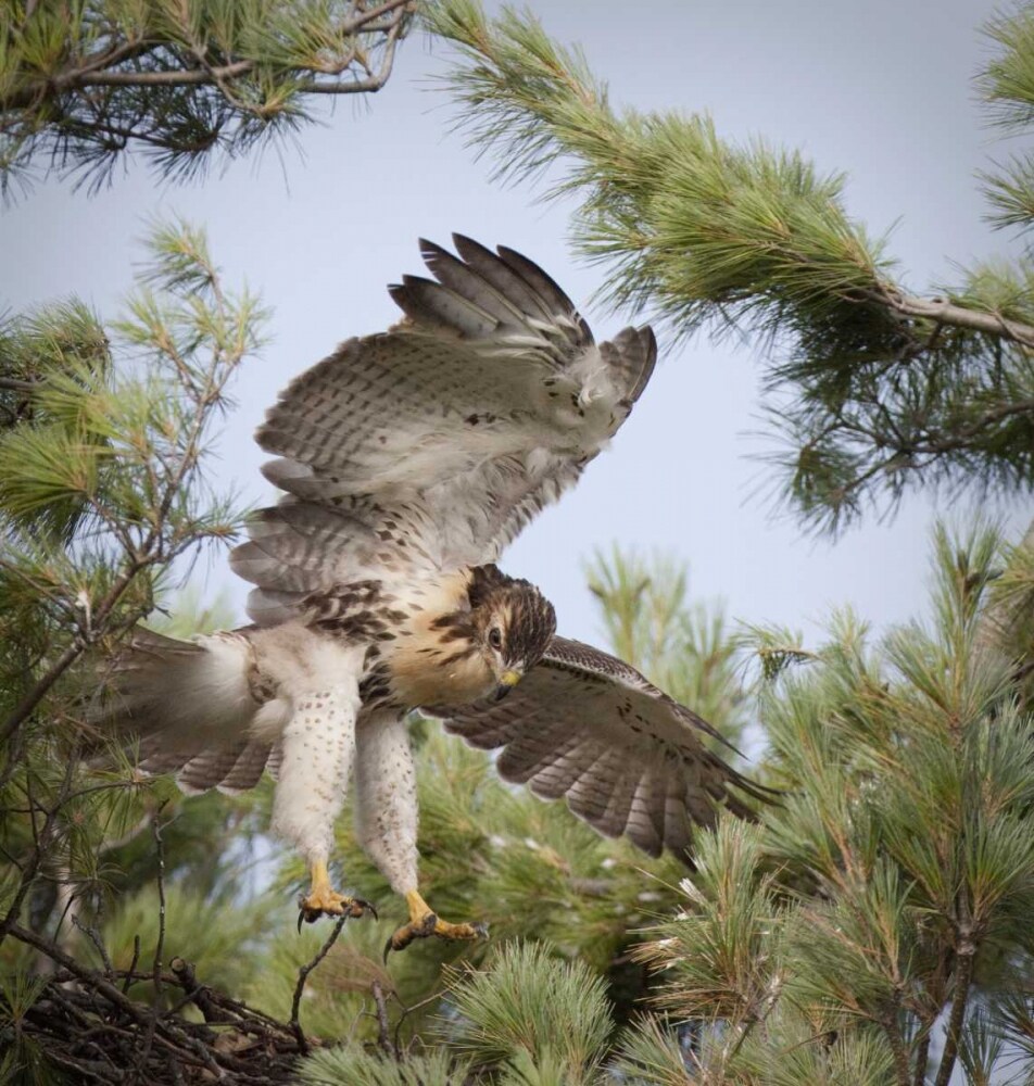 Indiana, Indianapolis Young red-tailed hawk by Wendy Kaveney - Item # VARPDXUS15BJA0146