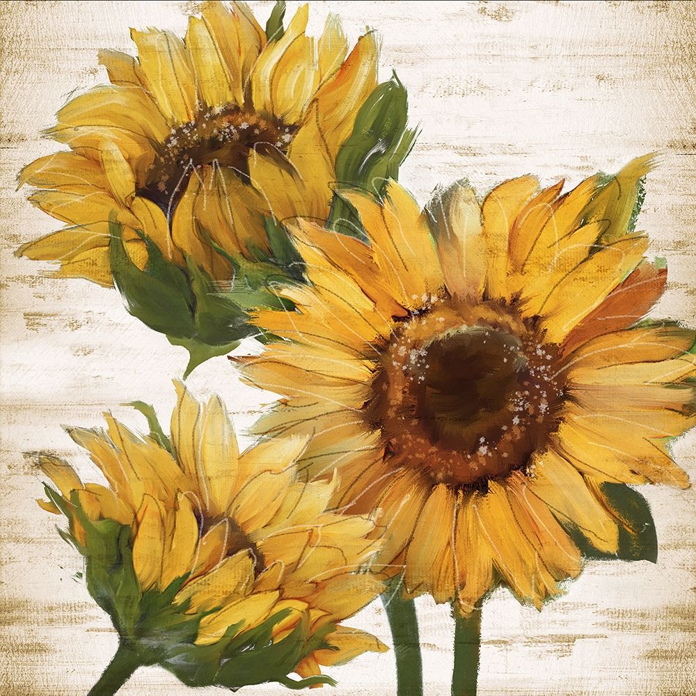 Sunflower Summer I by Conrad Knutsen - Item # VARPDX44006