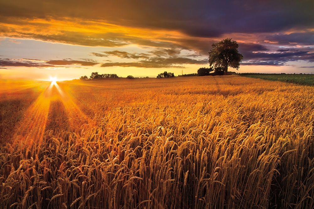 Sunlight On the Wheat Fields Poster Print by Celebrate Life Gallery Celebrate Life Gallery - Item # VARPDXPOD60703