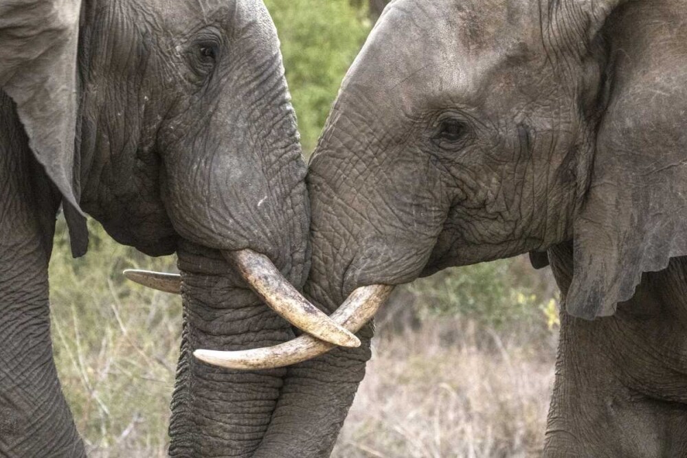 South Africa, Sparring elephants by Jim Zuckerman - Item # VARPDXAF42BJY0087