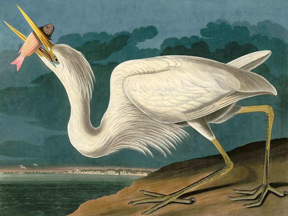 Great White Heron Poster Print by Audubon John James - Item # VARPDX3AA4973