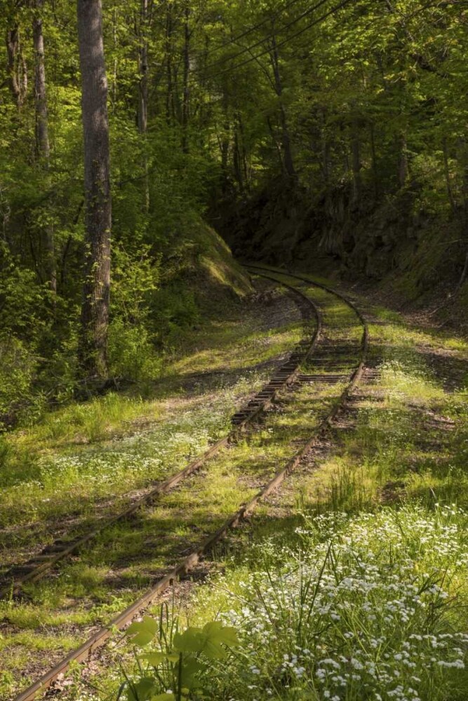 North Carolina Overgrown abandoned rail line by Don Grall - Item # VARPDXUS34BJY0094