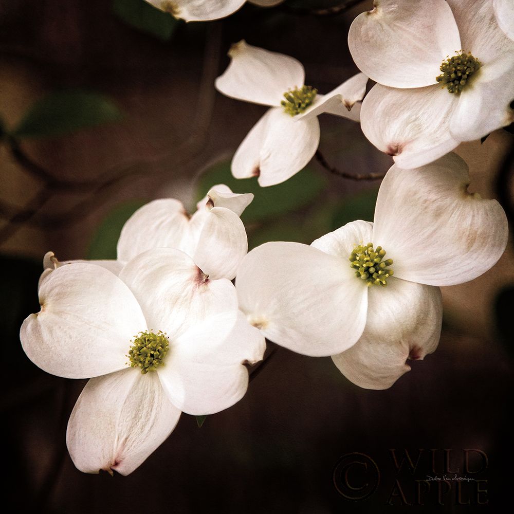 White Dogwood III Poster Print by Debra Van Swearingen # 63812
