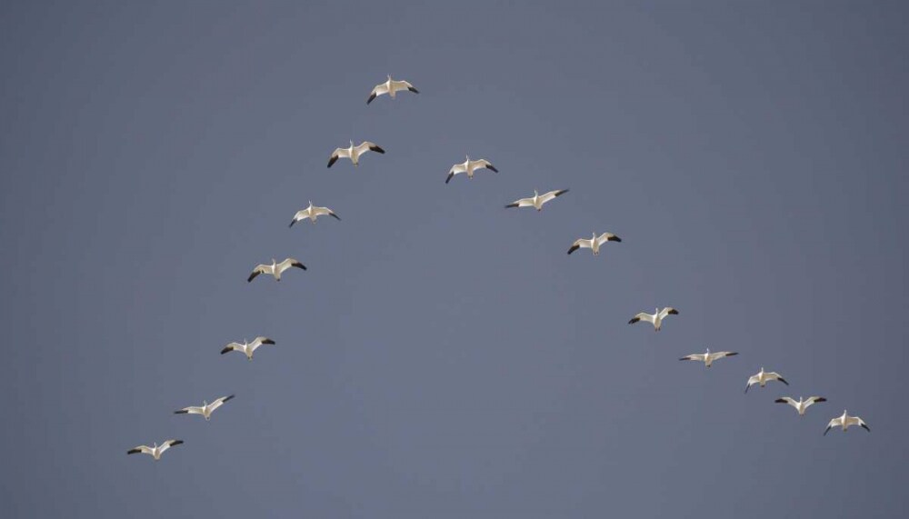 Snow geese flying in V formation by Arthur Morris - Item # VARPDXSA13BJA0099
