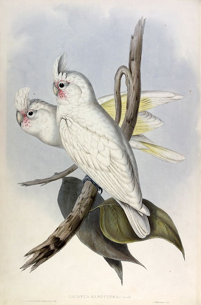 Blood stained Cockatoo Poster Print by John Gould - Item # VARPDXJGA04