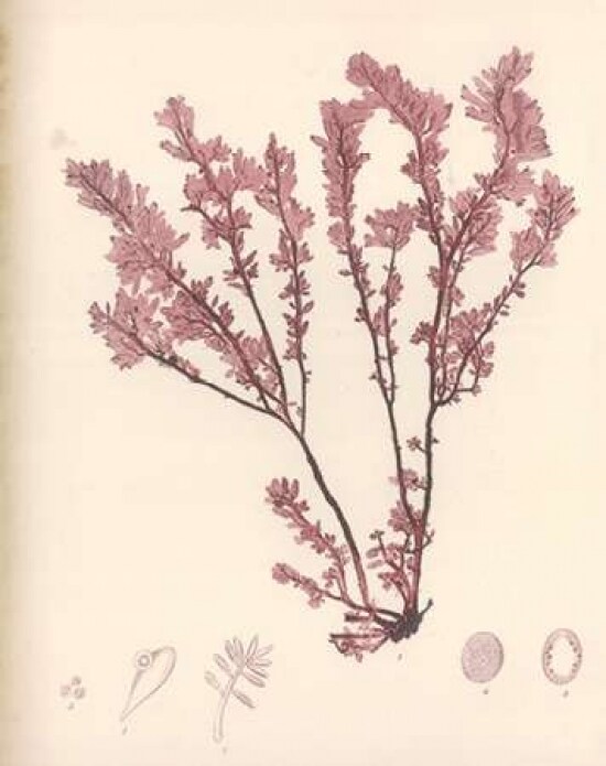 Red Botanical Study III Poster Print by Kimberly Poloson - Item # VARPDXPOL314