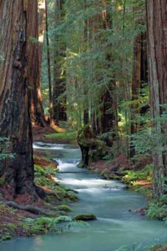 Redwood Forest IV Poster Print by Rita Crane - Item # VARPDXPSCRN235