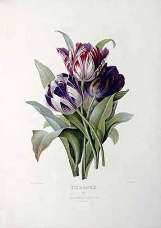 Tulips Poster Print by Pierre Joseph Redoute - Item # VARPDX265405