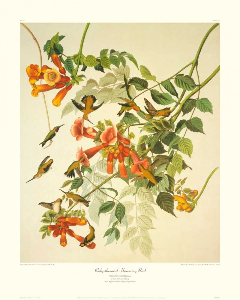 Ruby-Throated Hummingbird Poster Print by John James Audubon - Item # VARPDX132795