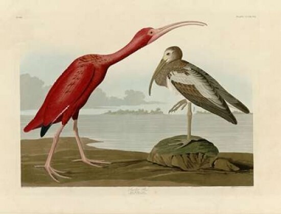 Scarlet Ibis Poster Print by  John James Audubon - Item # VARPDXJJA397