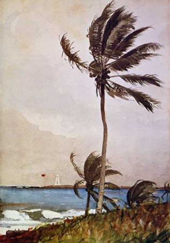 Palm Tree Nassau Poster Print by Winslow Homer - Item # VARPDX373245