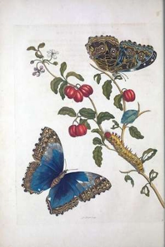 Tropical fruit,Butterflies, plate 2 Poster Print by  Sybilla Merian - Item # VARPDXSM08