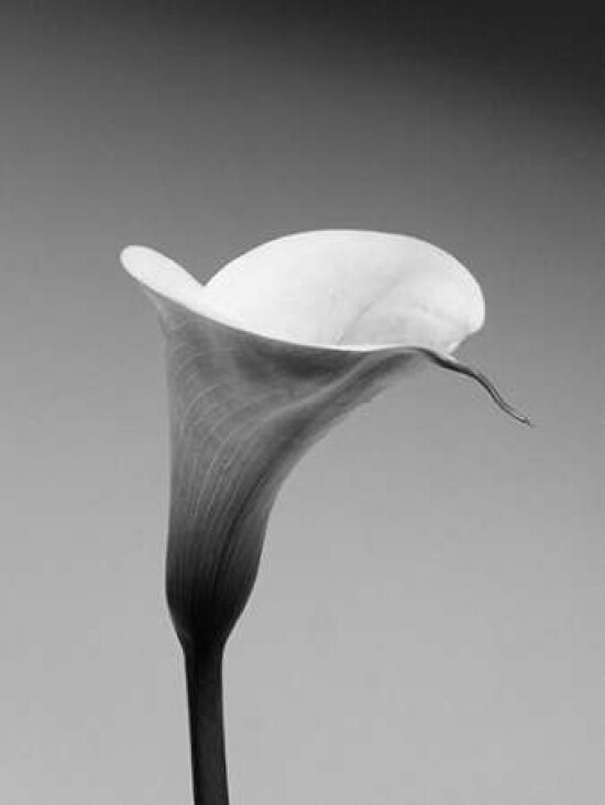 Calla No. 3 Poster Print by PhotoINC Studio - Item # VARPDXIN2363
