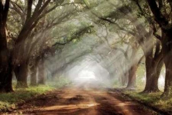 Evergreen Plantation Poster Print by Mike Jones - Item # VARPDXJMP302