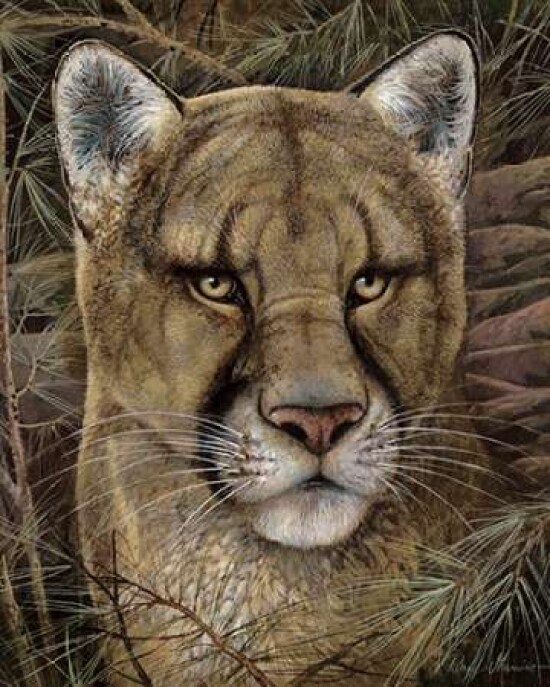Elusive Encounter Poster Print by Ruane Manning - Item # VARPDX6463