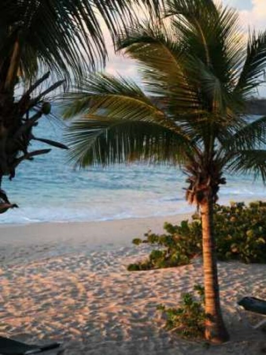 Sunset Palms II Poster Print by Susan Bryant - Item # VARPDX8429