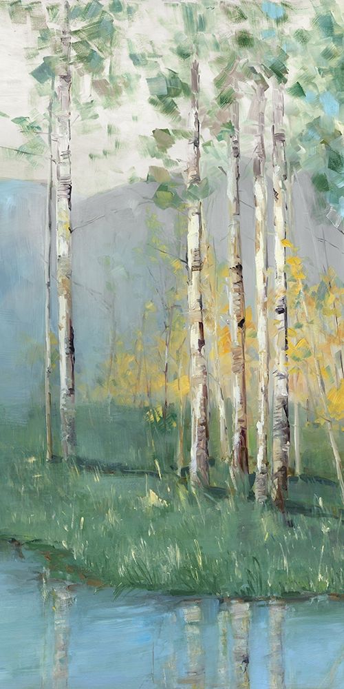 Birch Poster Print by Sally Swatland - Item # VARPDX40021