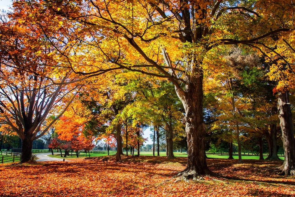 Autumn on the Plantation I Poster Print by Alan Hausenflock - Item # VARPDXPSHSF2310