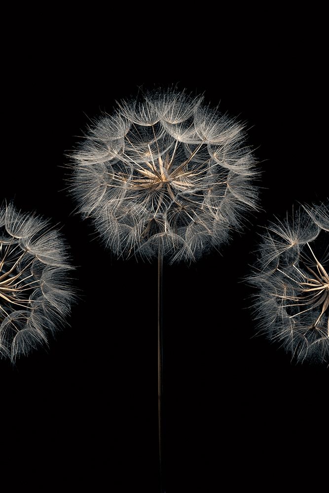 Make A Wish Ii Poster Print by Assaf Frank - Item # VARPDX70091