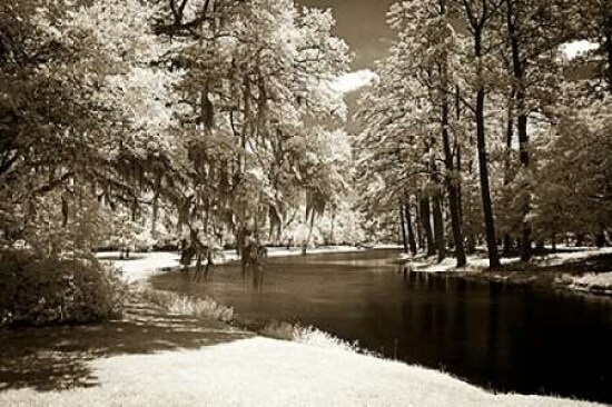 Pines Along The Stream Poster Print by Alan Hausenflock - Item # VARPDXPSHSF1911