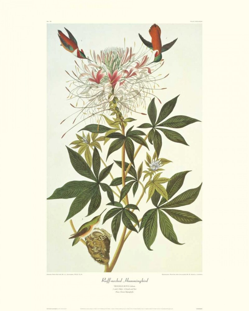Ruff-Necked Hummingbird Poster Print by John James Audubon - Item # VARPDX132751
