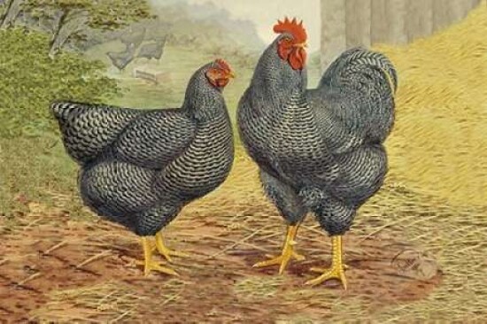 Chickens: Plymouth Rocks Poster Print by  Lewis Wright - Item # VARPDX454842