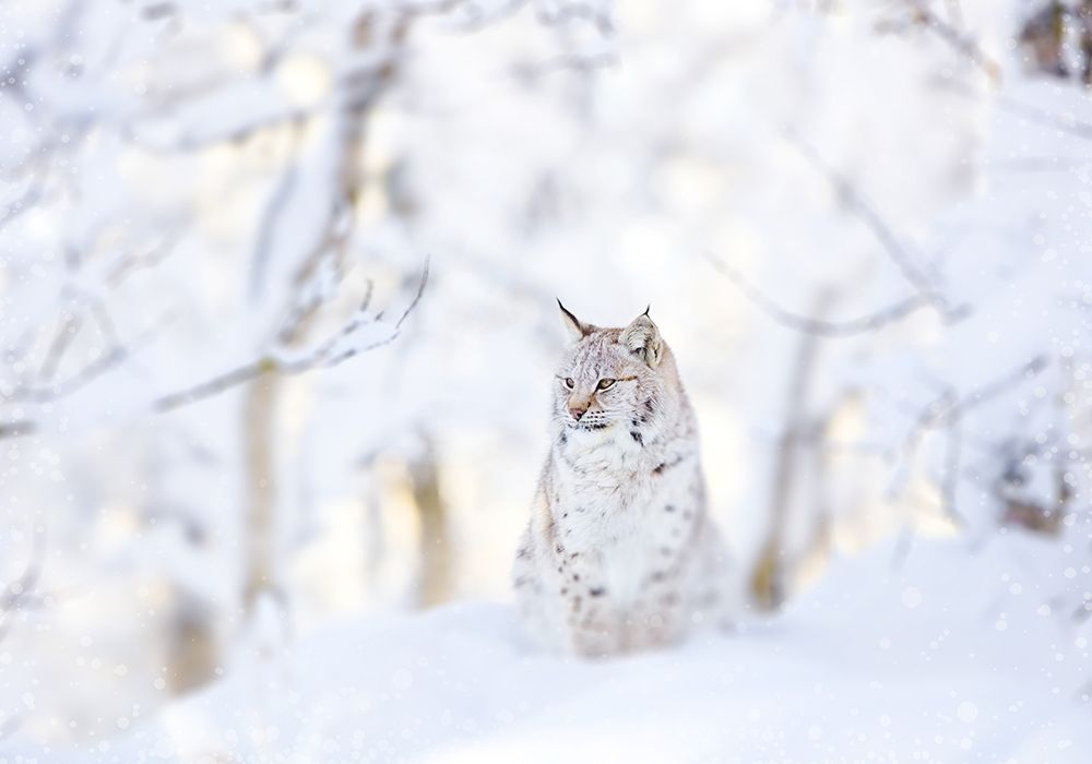 Snow Lynx Poster Print by PhotoINC Studio - Item # VARPDXIN99228