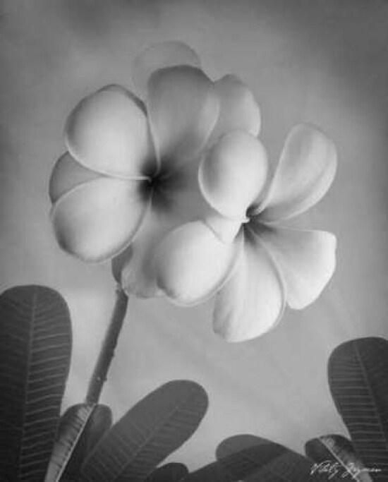 Plumeria I Poster Print by Vitaly Geyman - Item # VARPDXVIT018
