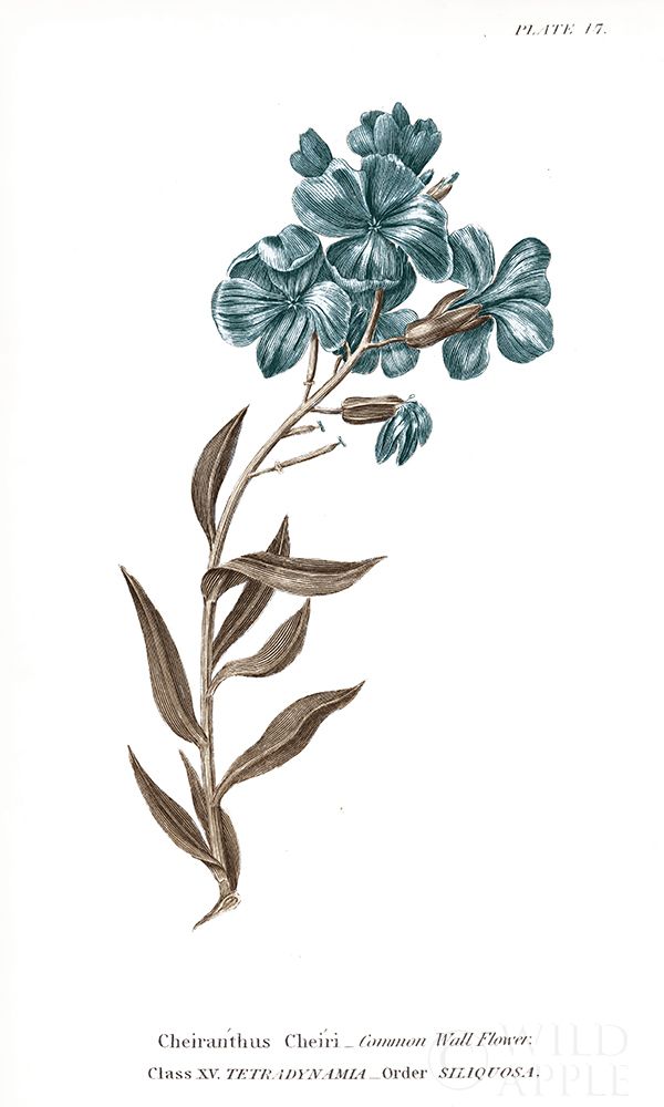 Conversations on Botany VI on White with Blue Poster Print by Wild Apple Portfolio - Item # VARPDX39330