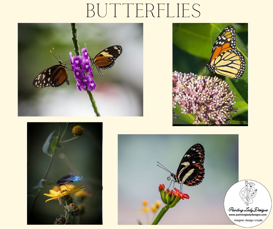 Butterfly Collection- Set of 4  Stunning Images  included