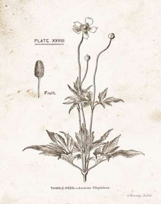 Flower Plate IV Poster Print by Gwendolyn Babbitt - Item # VARPDXBAB452