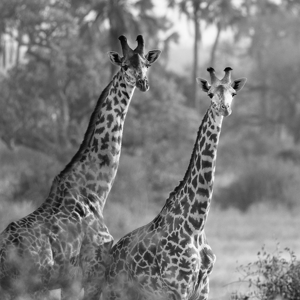 A Pair Of Giraffes Poster Print by Susan Michal - Item # VARPDXRB12548SM