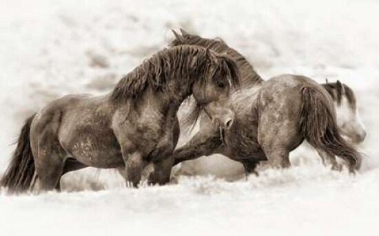 Brothers Poster Print by Lisa Dearing - Item # VARPDXD969D