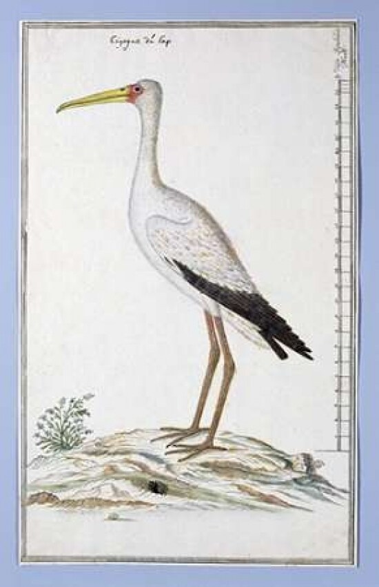Stork Poster Print by Robert J. Gordon - Item # VARPDXRJG08