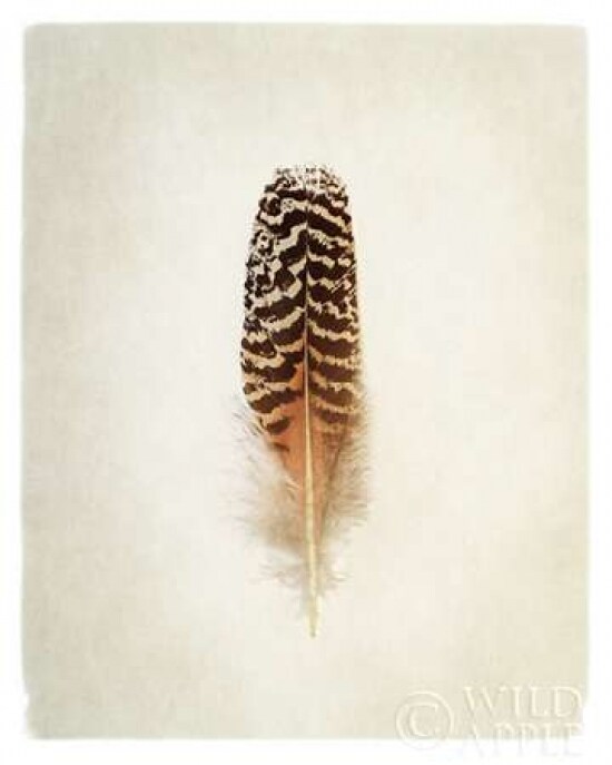Feather I Poster Print by Debra Van Swearingen - Item # VARPDX22281