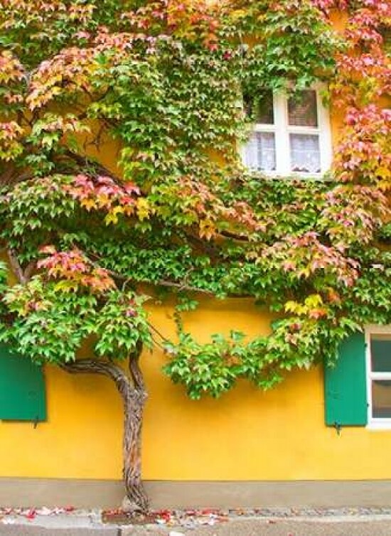 Augsburg Tree and Windows Poster Print by George Johnson - Item # VARPDXPSJSN233