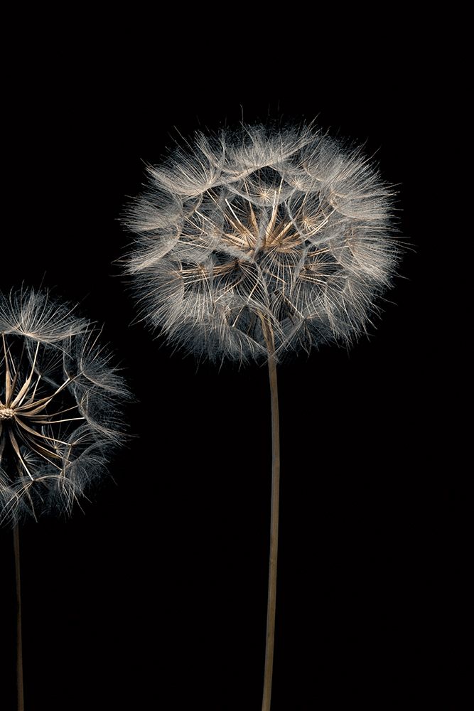 Make A Wish Iii Poster Print by Assaf Frank - Item # VARPDX70092
