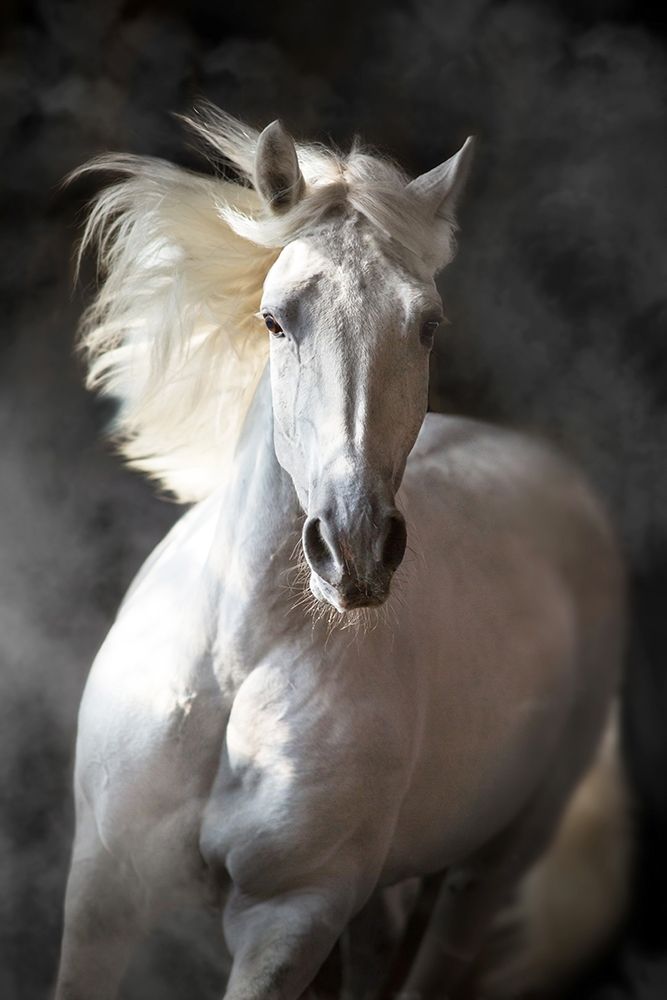 White Andalusian Poster Print by S. Golubenko - Item # VARPDXFAF1326