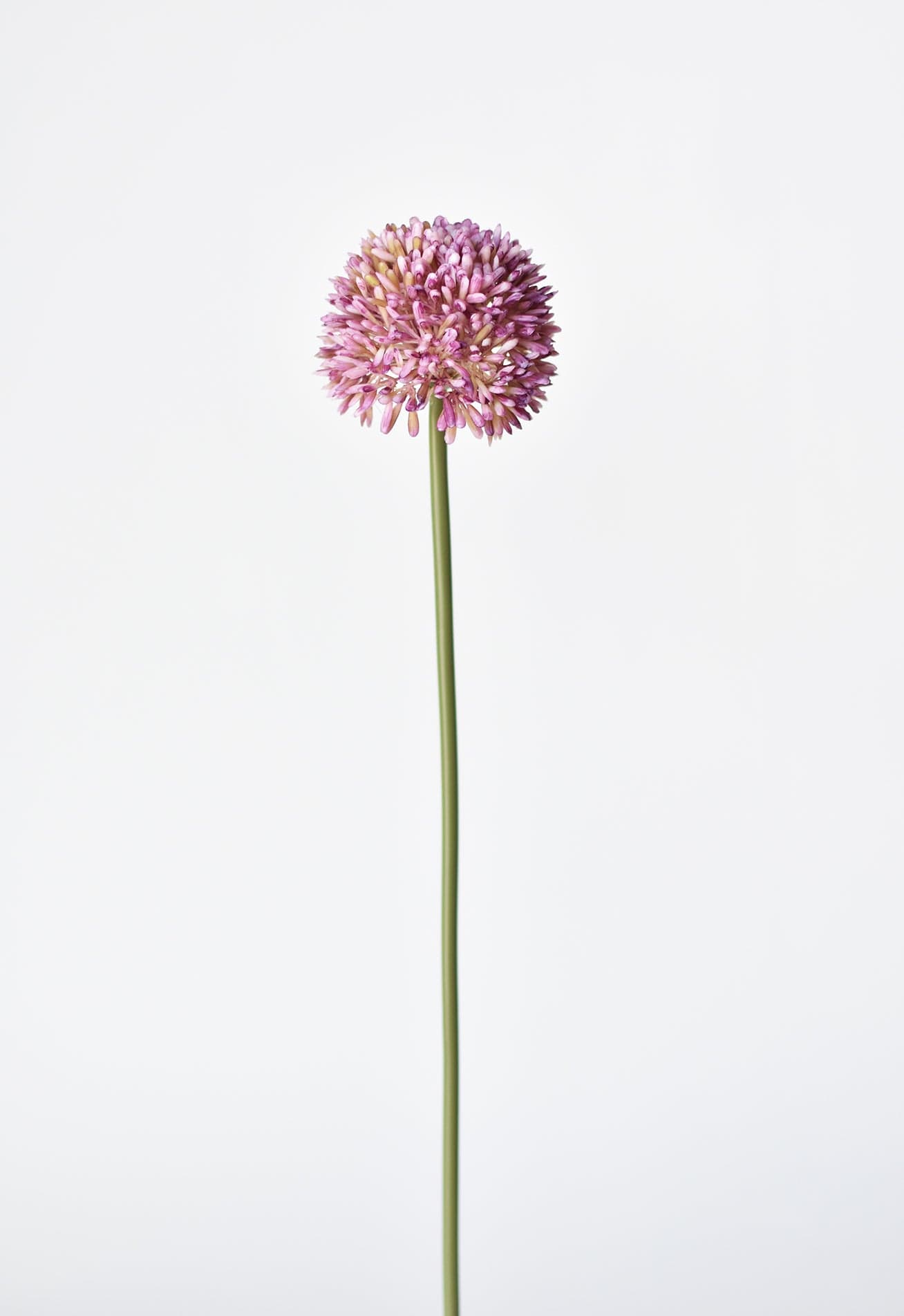 17.5&#x22; Faux Lavender Allium Stem