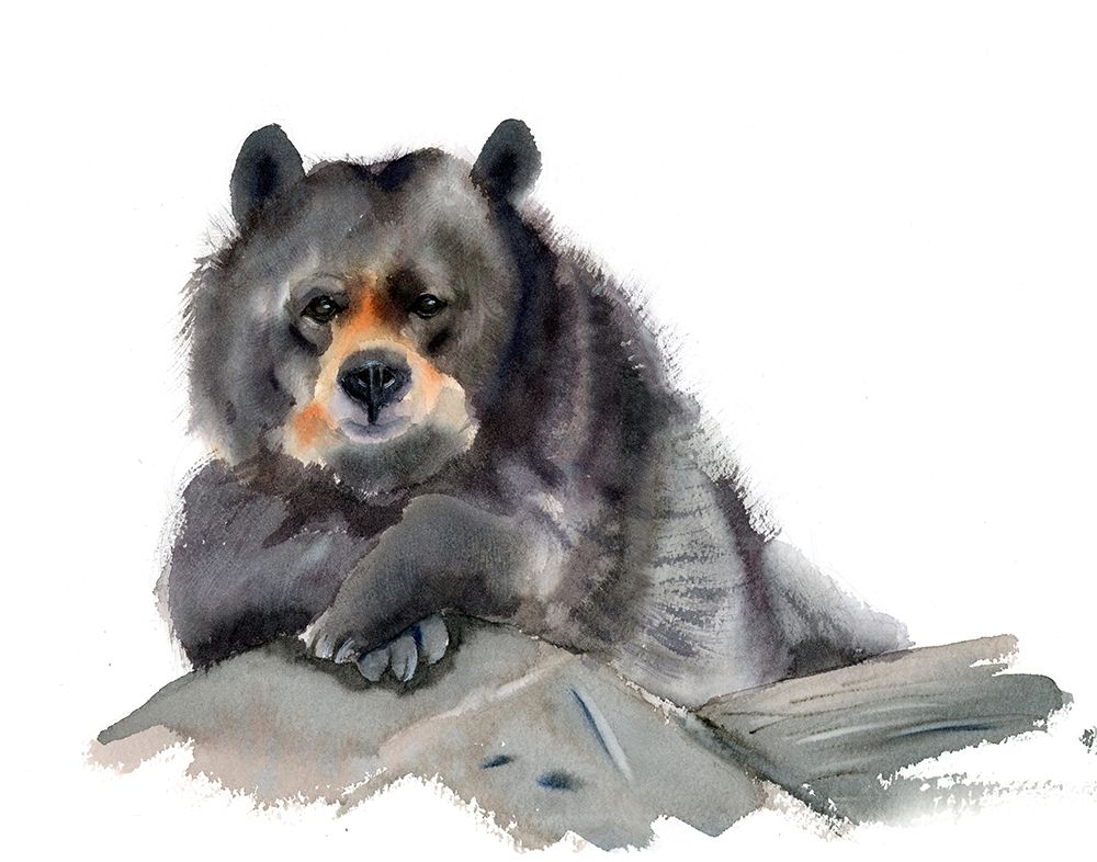 Bear III Poster Print by Olga Shefranov - Item # VARPDXOG1074