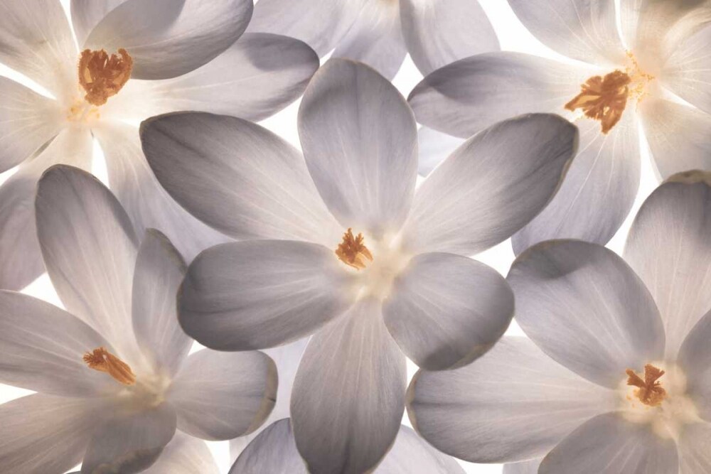 Petal Perfect Poster Print by Assaf Frank - Item # VARPDX16505