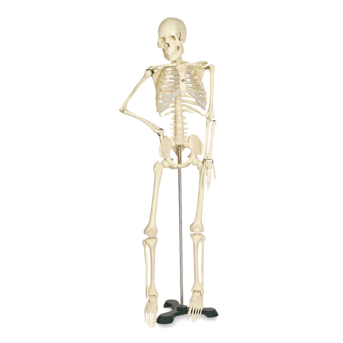 Mr. Thrifty Skeleton - x 33 1/2&#x22;