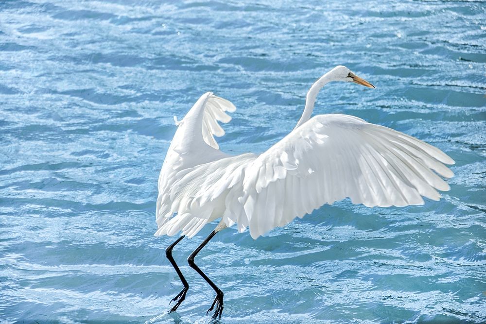 Taking Flight Poster Print by Dina Marie # M1703D
