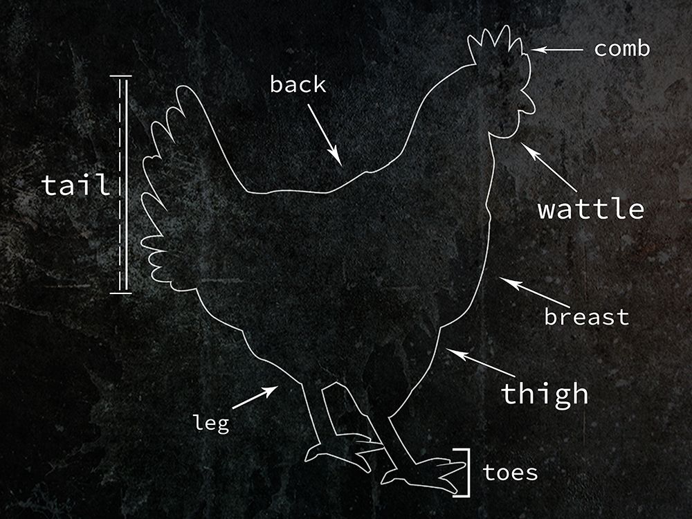 Chicken by Jamie Phillip - Item # VARPDXJRH268B